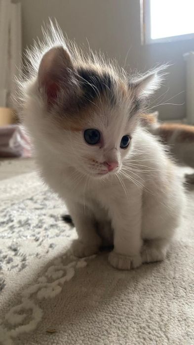 Отдаем котят в хорошие руки