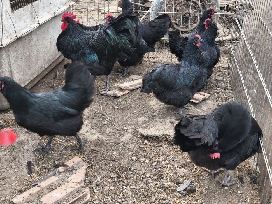 Pui de găină diferite rase amestecate