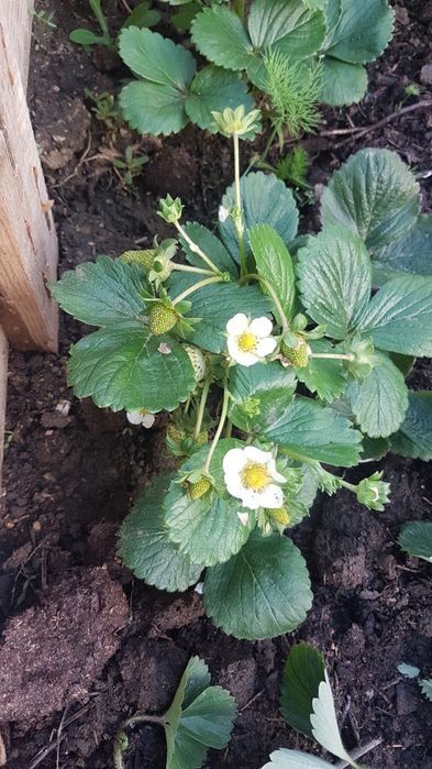 Продам рассаду клубники