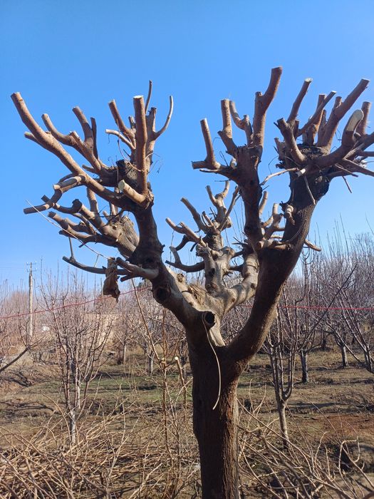 Yapon tut shappalari sotiladi