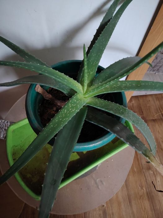 Продам алое домашние