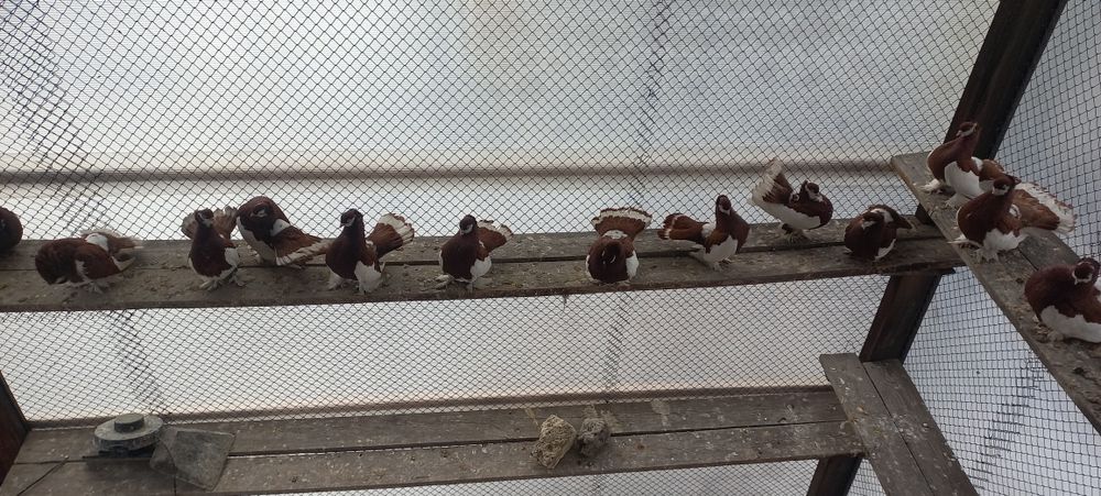 Продам голубей шалевых