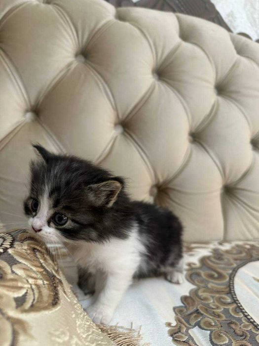Отдаем бесплатно котят в добрые руки!