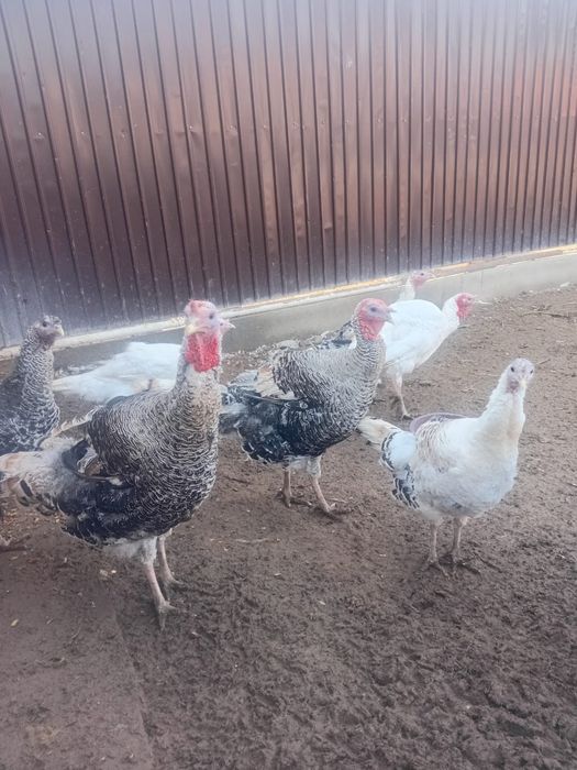 Продаются индюки