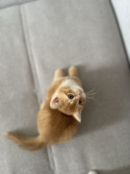 Продается котенок