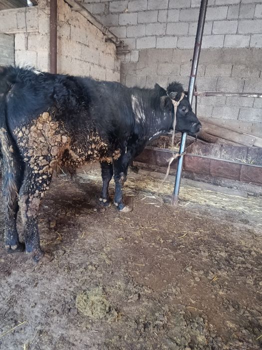 Буқа сатылады аа