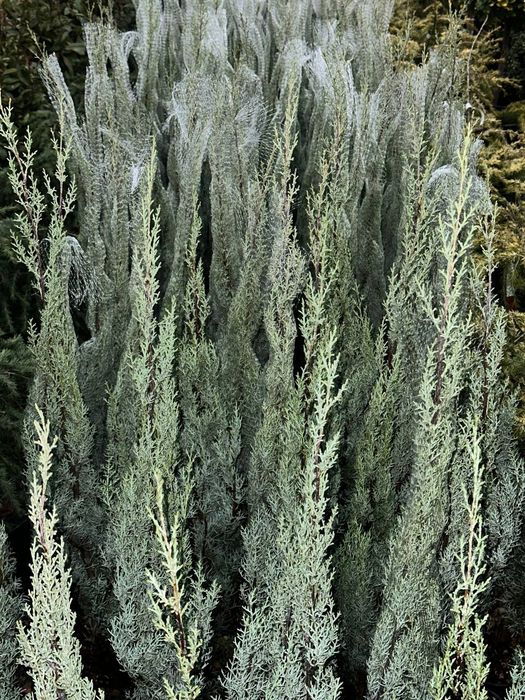 Аризонский кипарис 1 -1,20 m