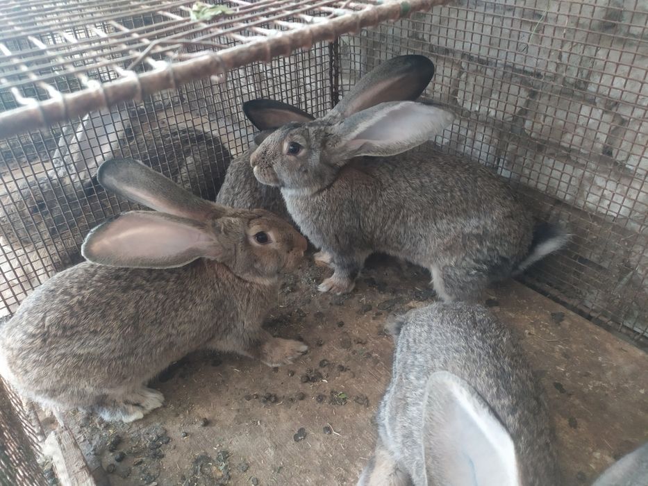 Flandr quyonlar sotiladi