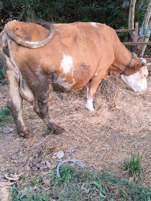 Vând vacă cu lapte