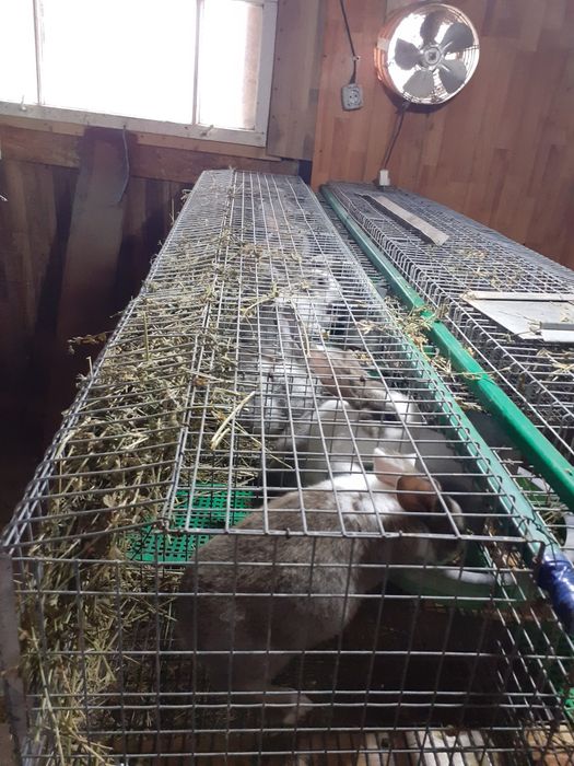 Iepuri hyncole mascul si femele