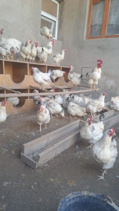 Продаются  Куры!