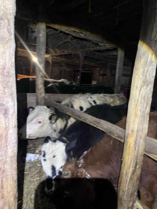 Продам 7 годовалых бычков!!!