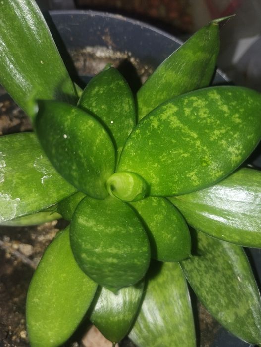 Plantă purificatoare Sanseviera