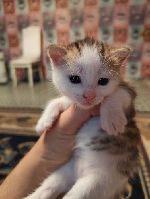 Отдам котят бесплатно
