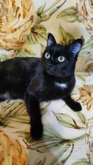 Красавица-Багира!