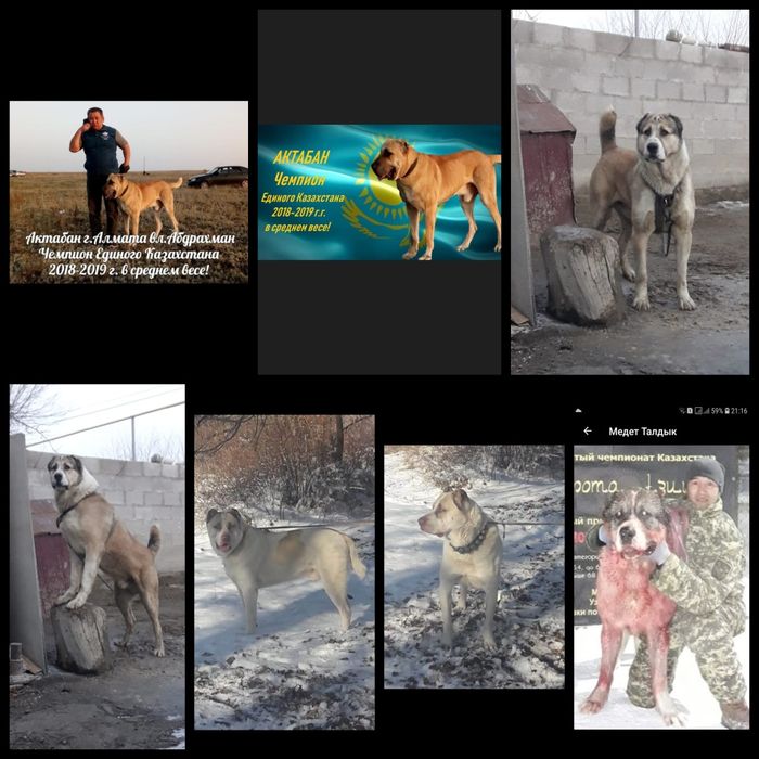 Продам хороших алабайчиков