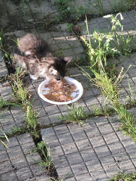 Подарявам 2 дългокосмести котета