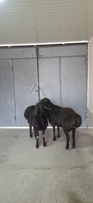 Qo‘zi qo‘chqorlar sotiladi.