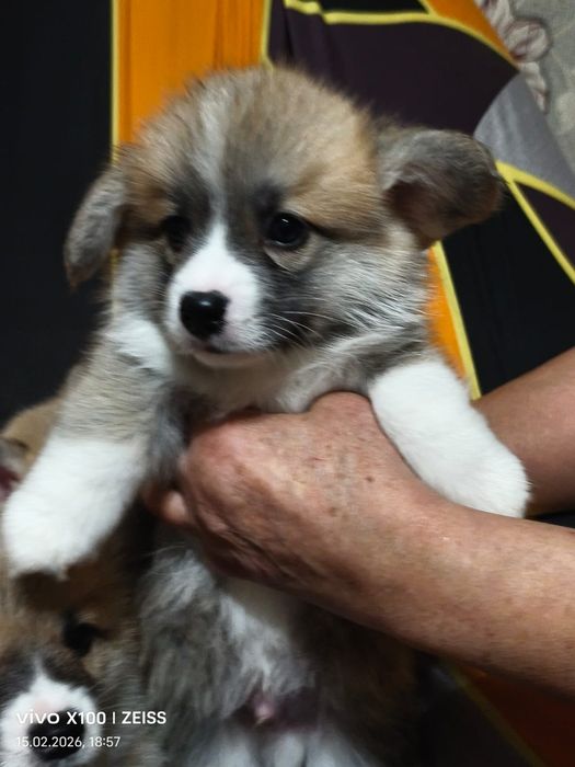 Очаровательные щенки вельш корги пемброк.