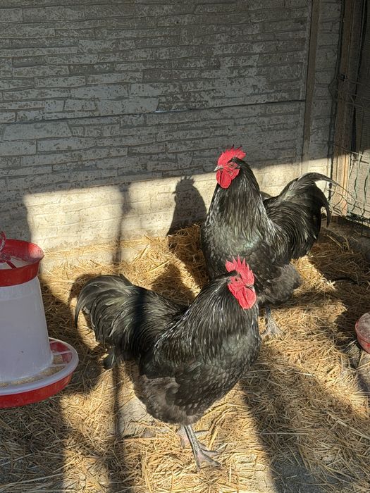Vand cocosi Australorp - 2025