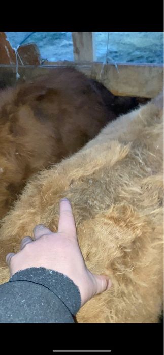 Быки бұха сатылады