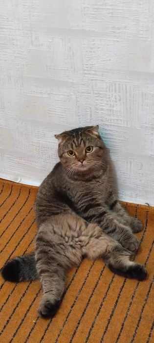 Британец вислоухий