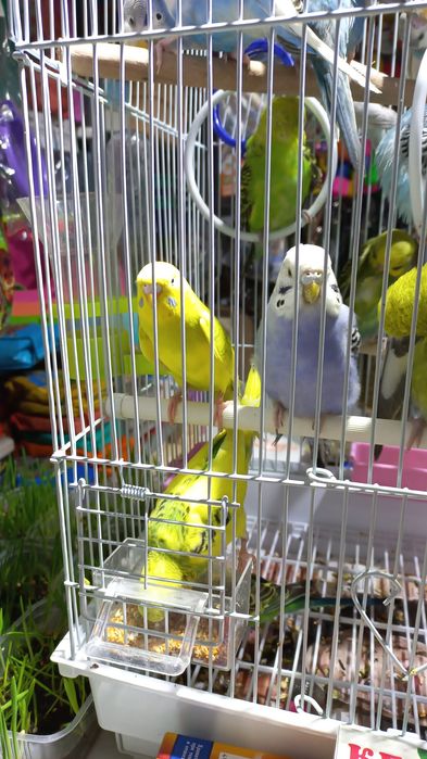 Волнистые попугаи птенцы