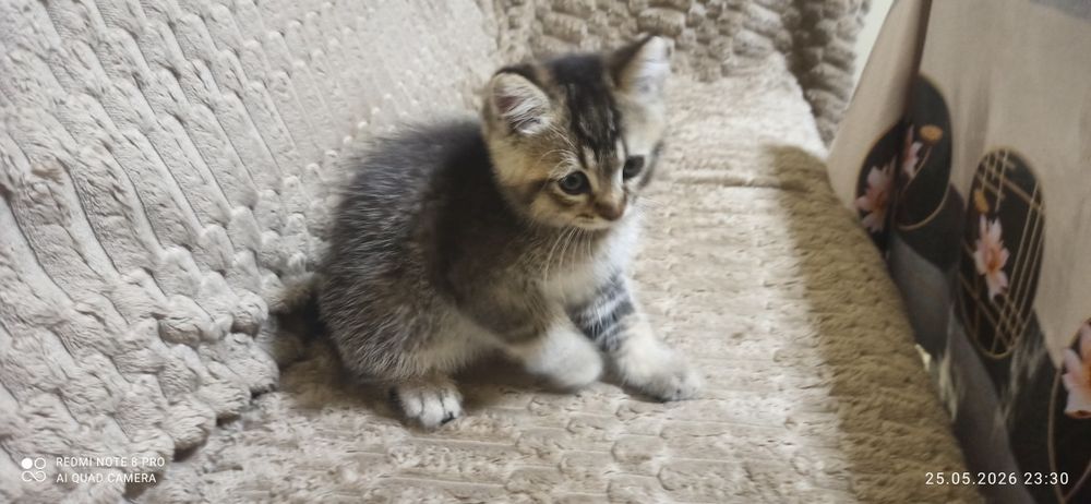 Продаются котята 2 месяца приучены к лотку.  Шиншилла