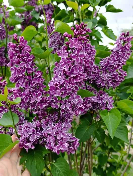 Веточки Ароматной Сирени на букет любимым