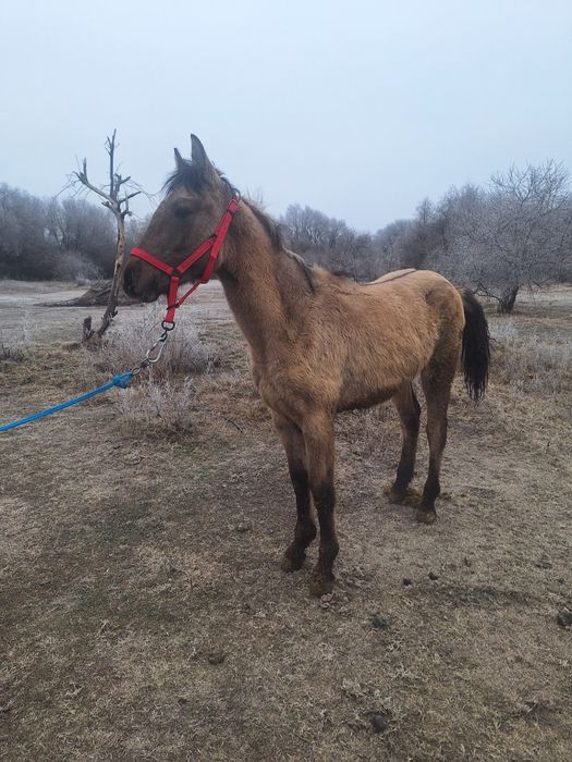 Продам кабылку  рысачьку