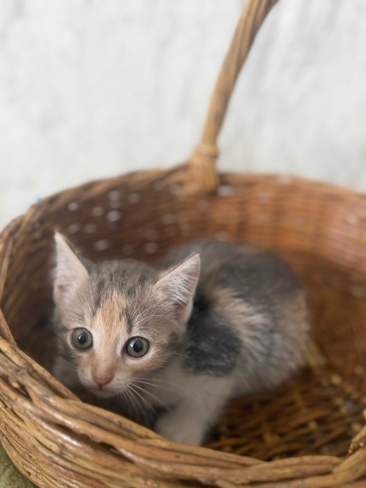 Милые котята ищут дом