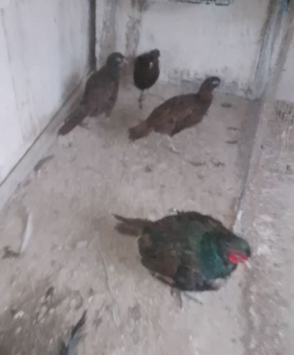 De vanzare fazani operati tenebros