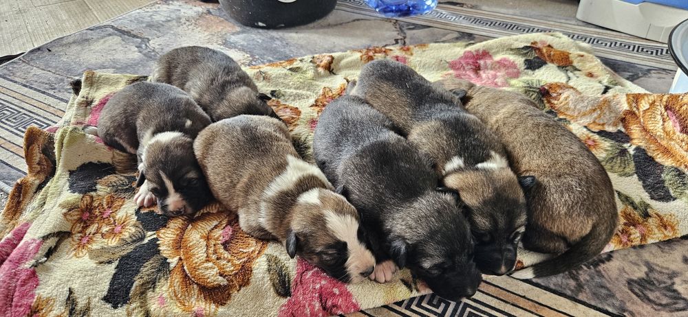 Собаки простые астана