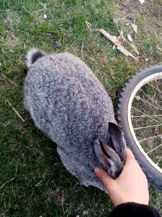 Продам кроликов или обмен