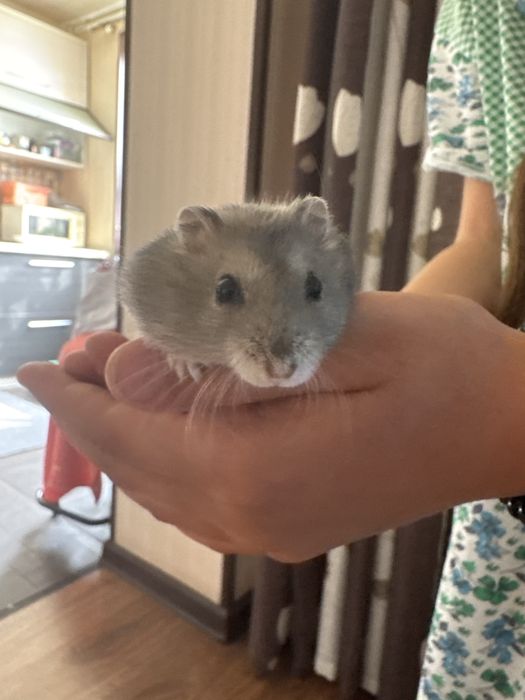 Продам джунгарских хомячков