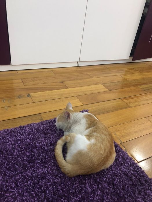 Кот в добрые руки
