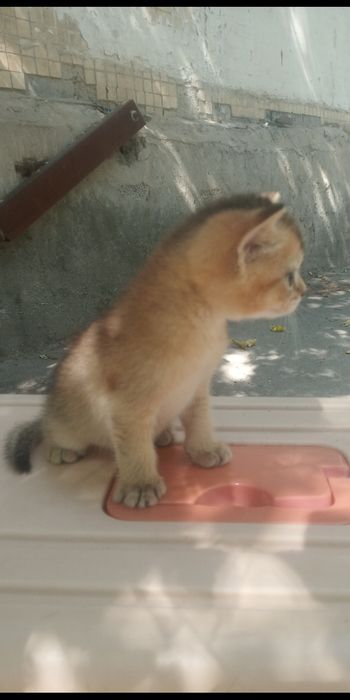 Продаются котята