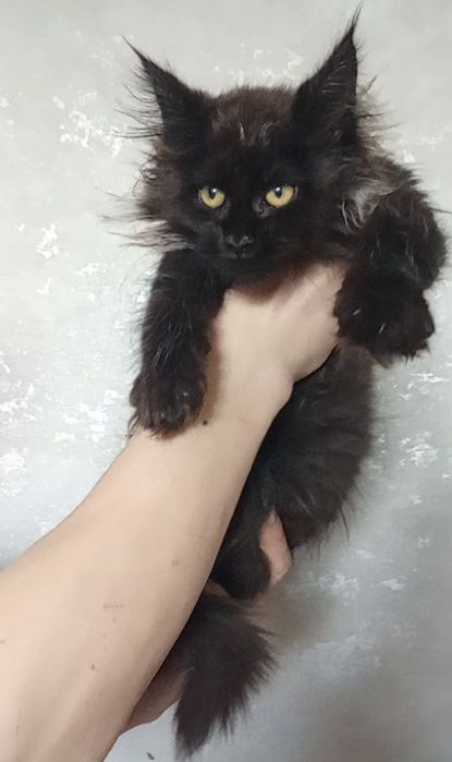 Грациозная пантера