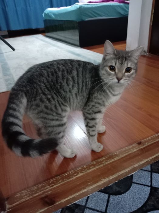 Домашняя кошечка