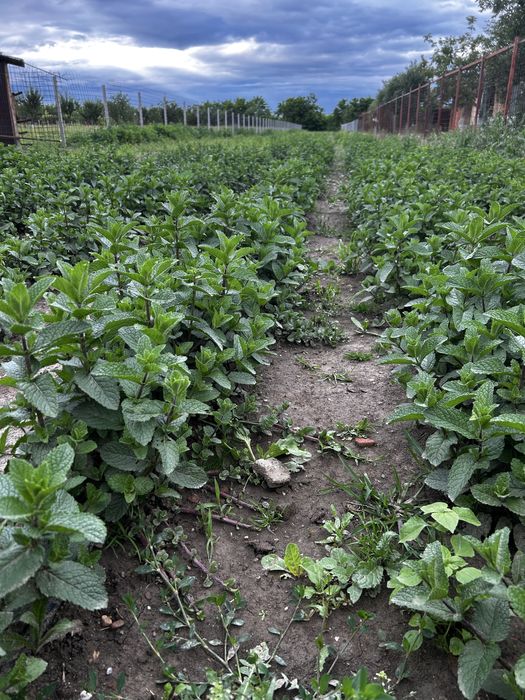 Vand stoloni de menta