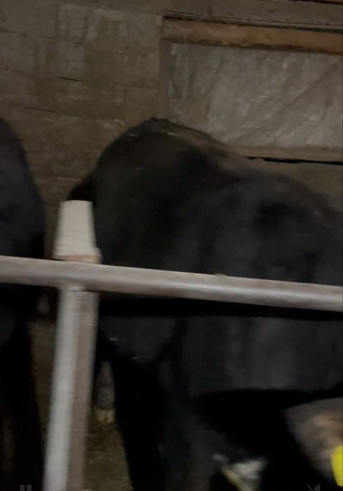 Продам Быков в круг 10 голов