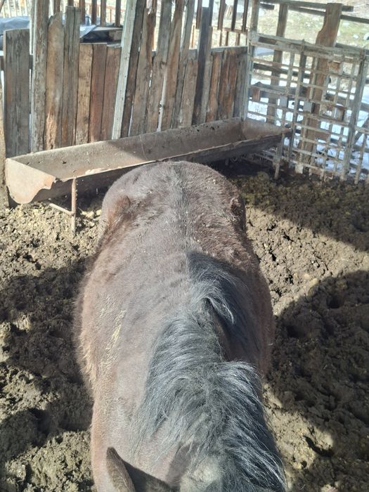 Жылкы Құнан сатылады семіз.