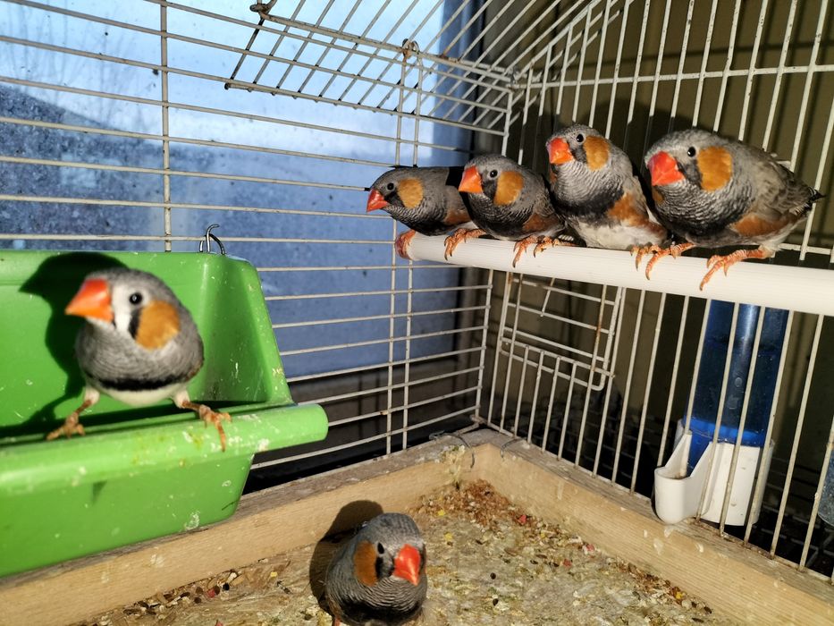 Pui de zebre australiene