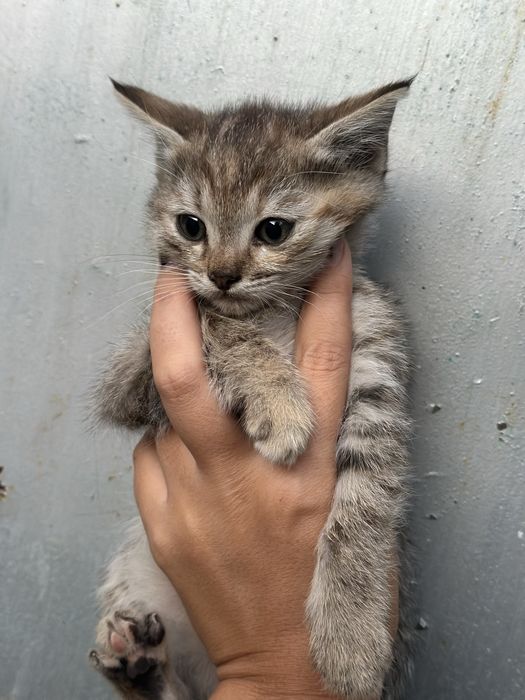 Отдам красивых котят