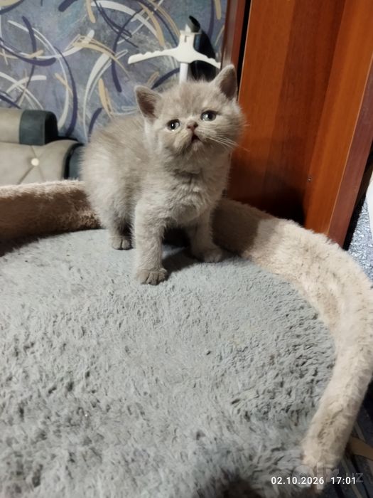 Продаются шотландские котята