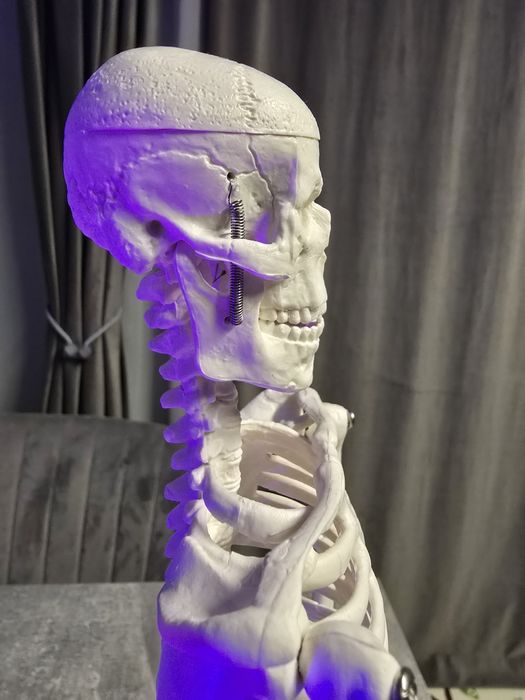 Schelet uman - anatomie educatie