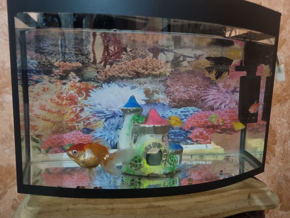 Akvarium 30 litr + 9ta baliq
