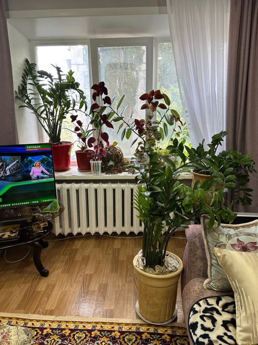 Продам цветы разные