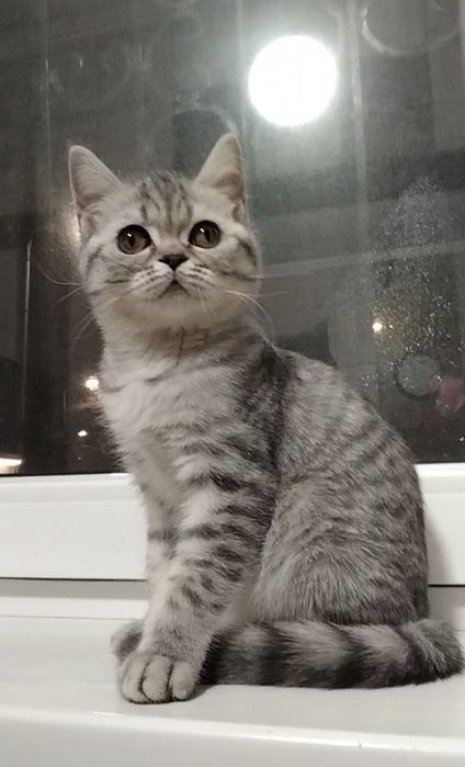 Девочка. Скоттиш страйт.