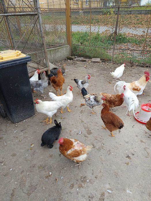 Tineret disponibil(metiși de Australorp)
